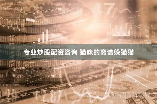 专业炒股配资咨询 猫咪的离谱躲猫猫
